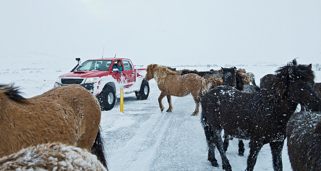 customised Icelandic 4x4 pick up truck on the No1 road that got blocked by Icelandic horses