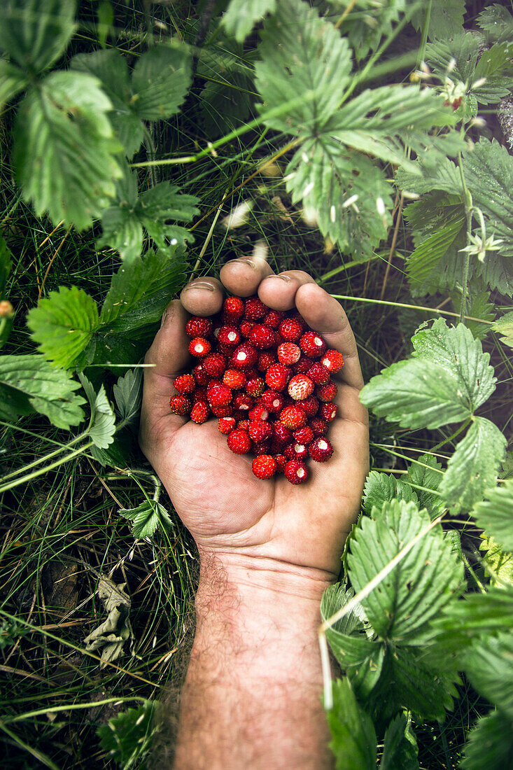A handful of wild strawberries ( Fragaria vesca )in the green grass.