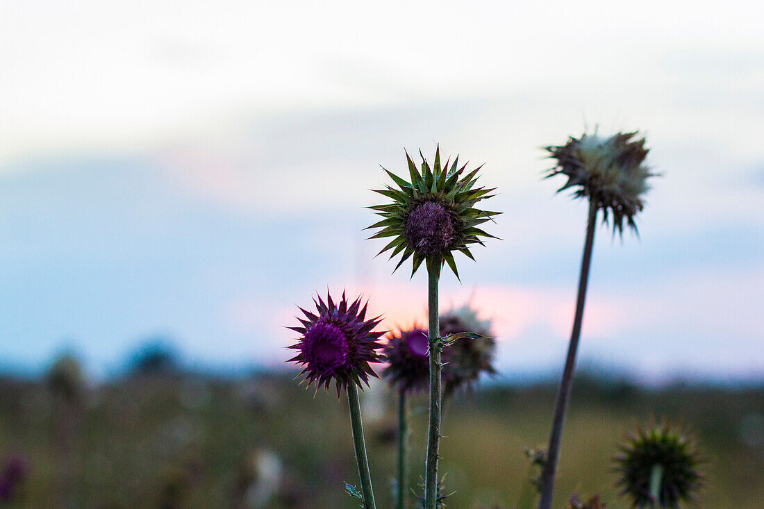 Thistle plant pods on a ranch in Montana during sunset.