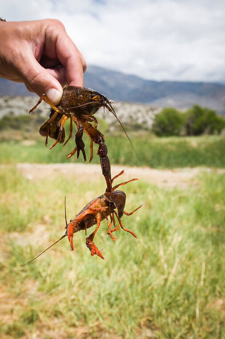 Close-up of man's hand holding two crawfish, one gripping the other with its claw, Owens River, Eastern Sierras, California.