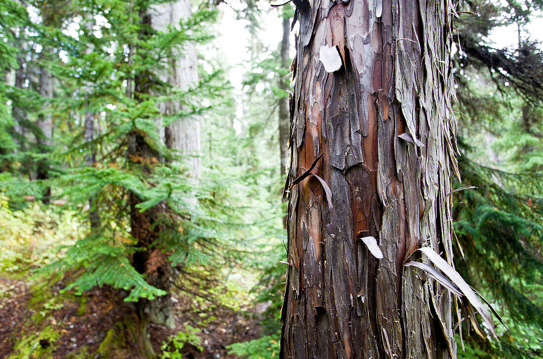 Bark peels off of a Cedar tree at Callaghan Lake.