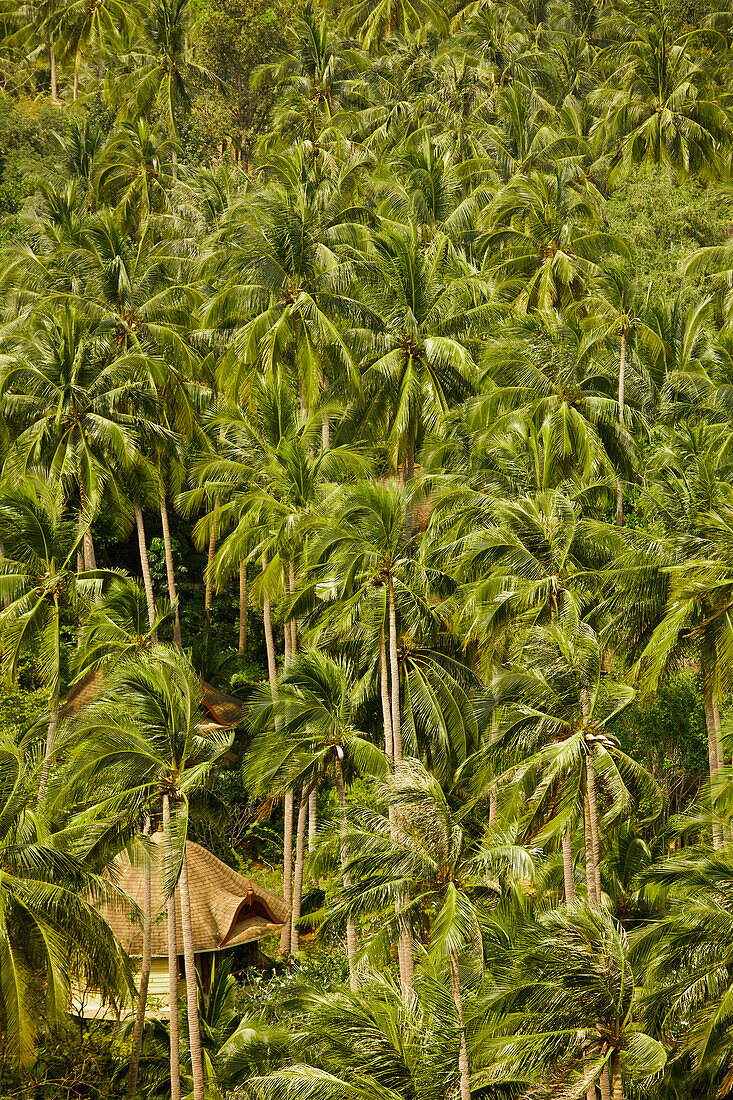 huts in a palm forrest at Railay Beach
