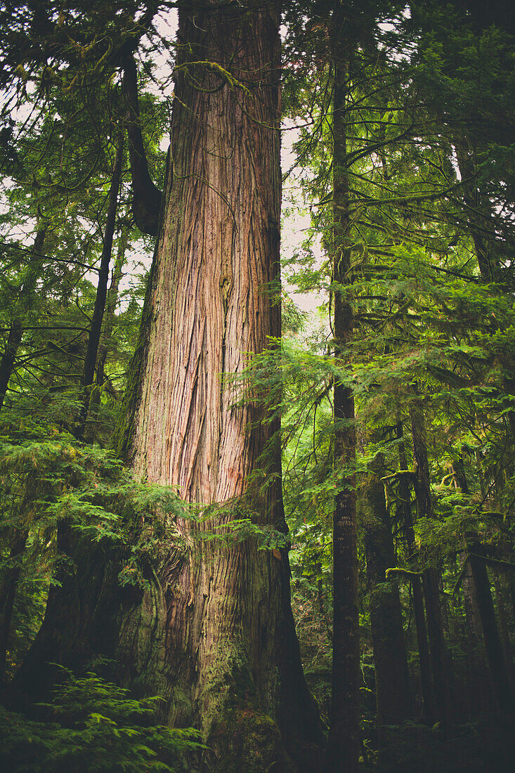 Sunlight illuminates a large Cedar Tree in the Temperate Rainforest, British Columbia, Canada.