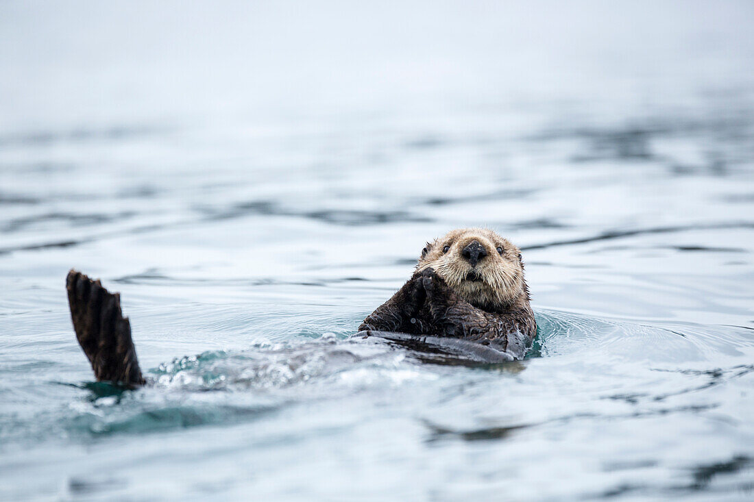 Close-up of a sea otter swimming in is back close to Homer, Alaska