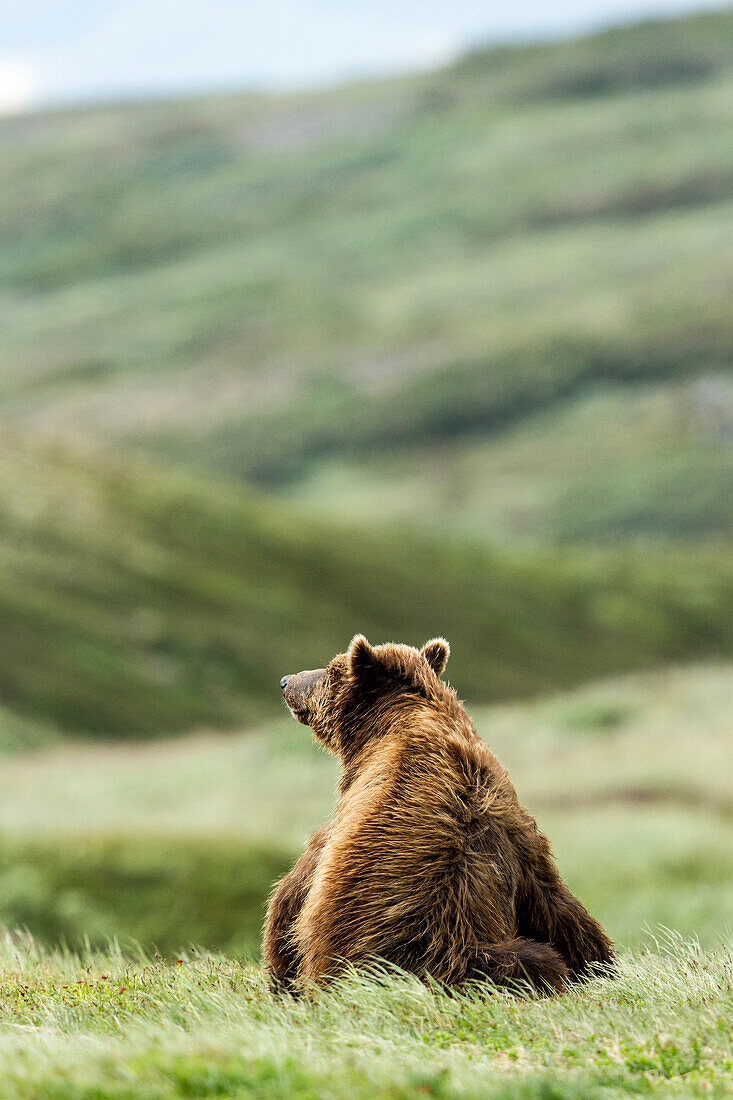Brown Bear seated in a grass field in Katmai National Park, Alaska