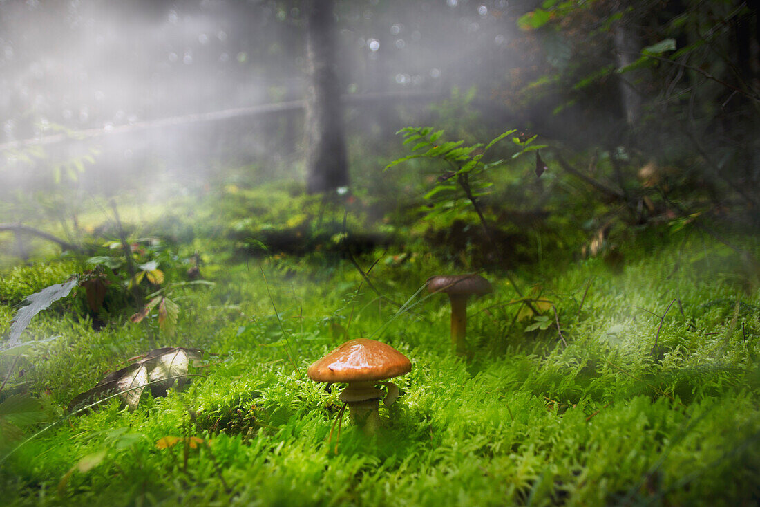 Mushroom unknown species in a pine forest on floor covered in moss. The scene is surrounded by fog.