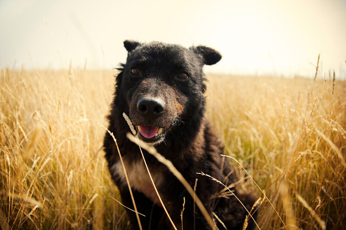 Black dog (breed Pulin) sitting in the meadow alone.