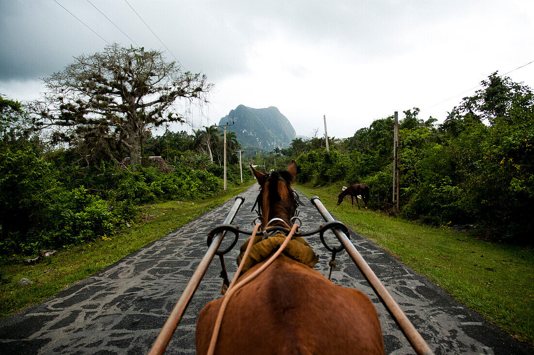 A horse and carriage travel on a back road in Vinales, Cuba.