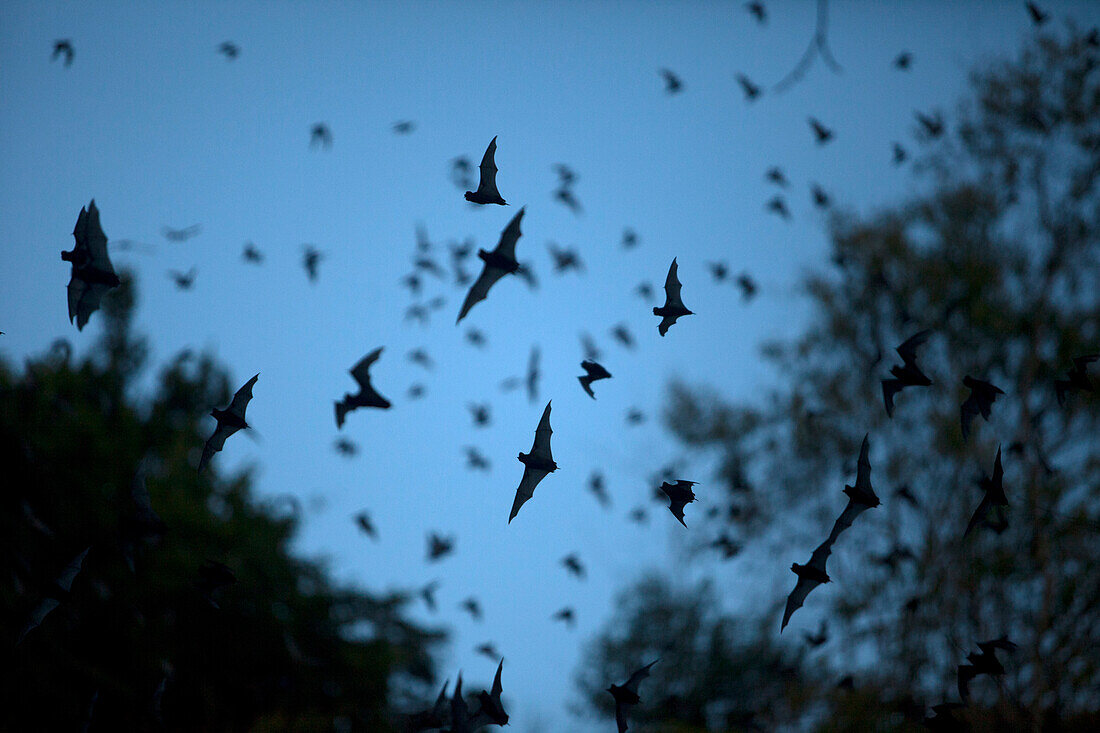 Bats leave a cave in Calakmul Biosphere Reserve, Campeche state, Yucatan Peninsula, Mexico