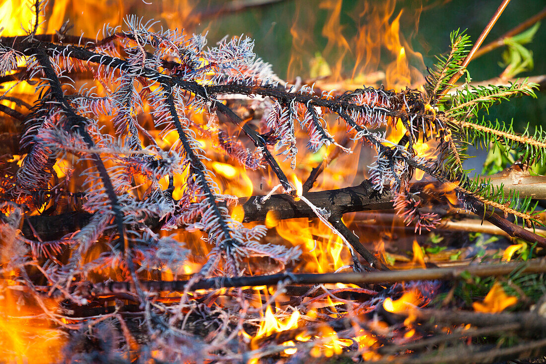 Pine tree branches in a brush fire at the Bradley Orchard in Chugiak, Alaska.