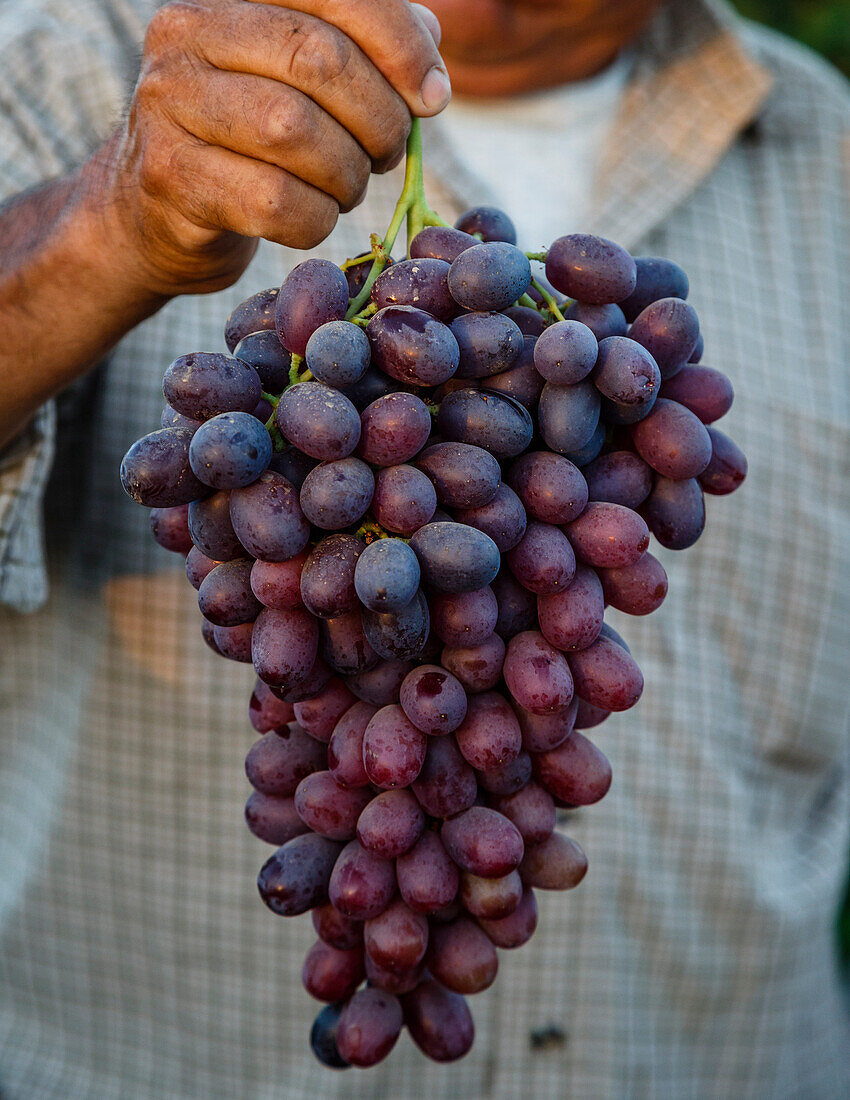 Grapes, San Joaquin Valley, California, United States of America, North America