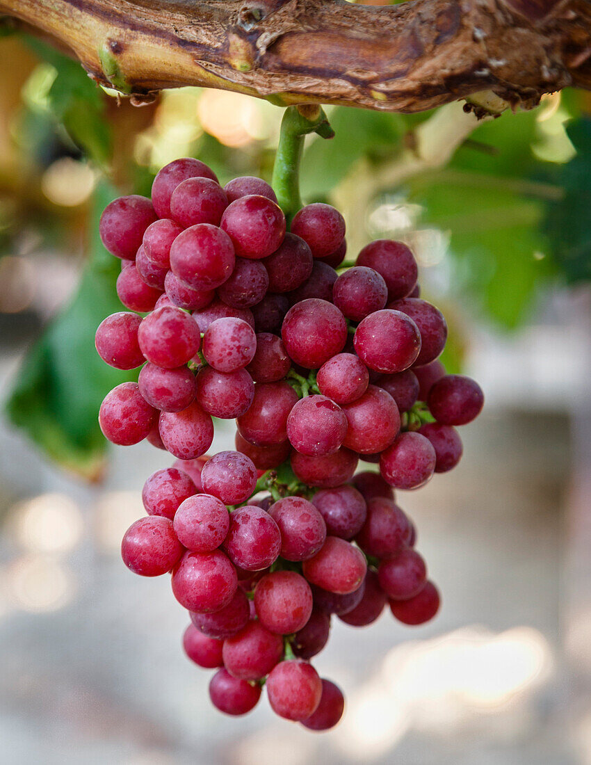 Grapes in San Joaquin Valley, California, United States of America, North America