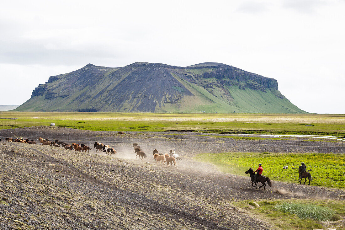 Wild horses running, South Iceland, Iceland, Polar Regions