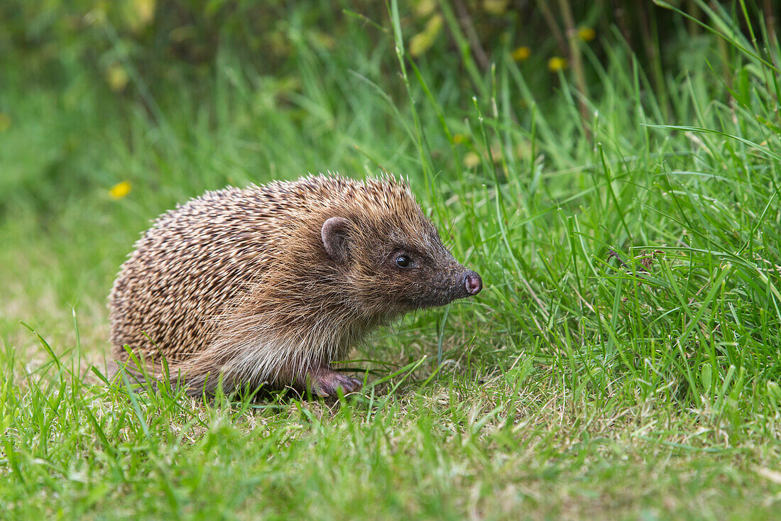 Hedgehog (Erinaceus europaeus), captive, United Kingdom, Europe