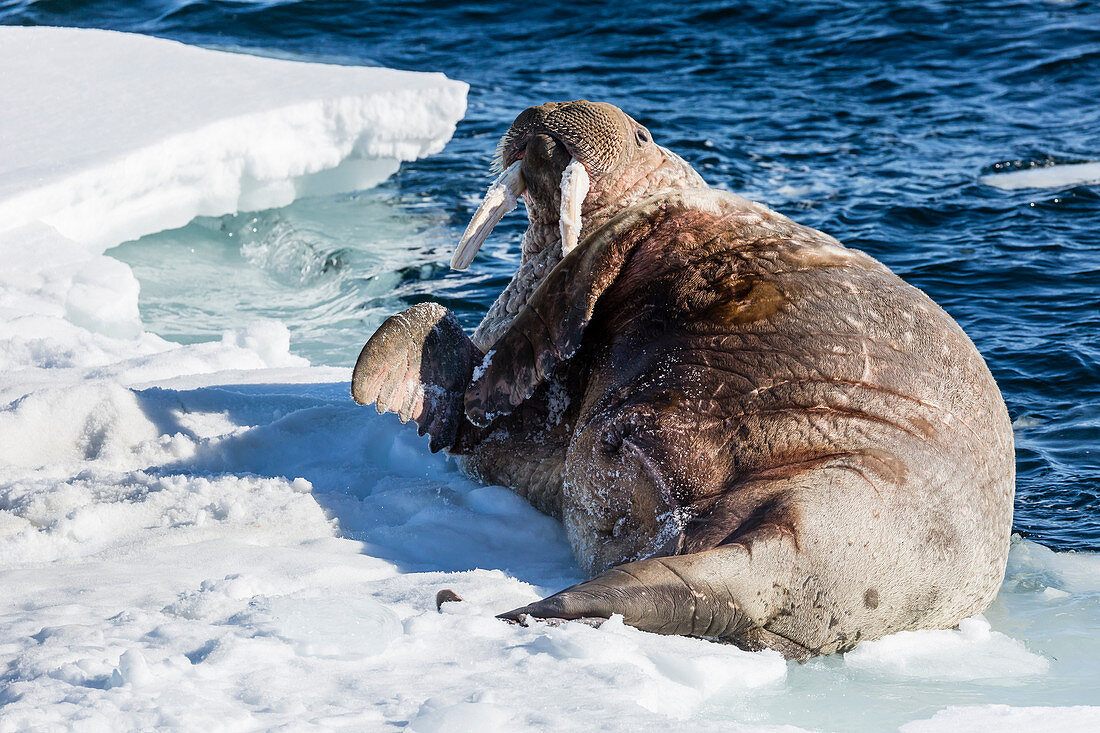 Adult bull Atlantic walrus (Odobenus rosmarus rosmarus) rolling on its back on ice in Storfjorden, Svalbard, Norway, Scandinavia, Europe