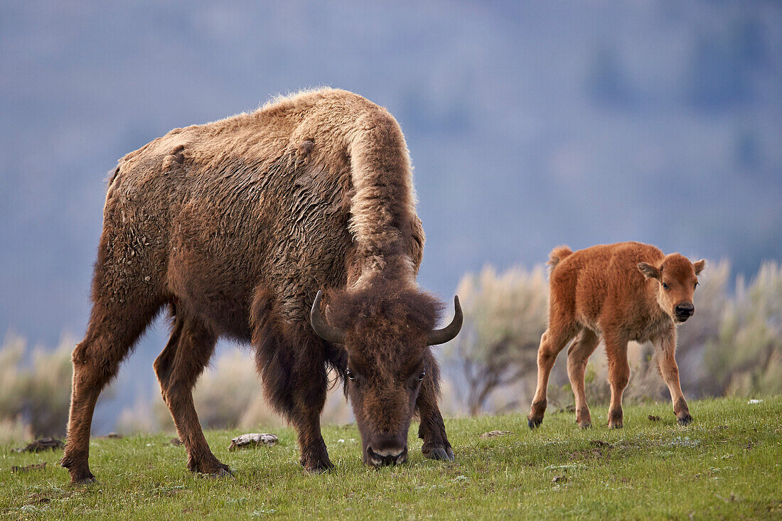 Bison (Bison bison) cow and calf in the spring, Yellowstone National Park, UNESCO World Heritage Site, Wyoming, United States of America, North America