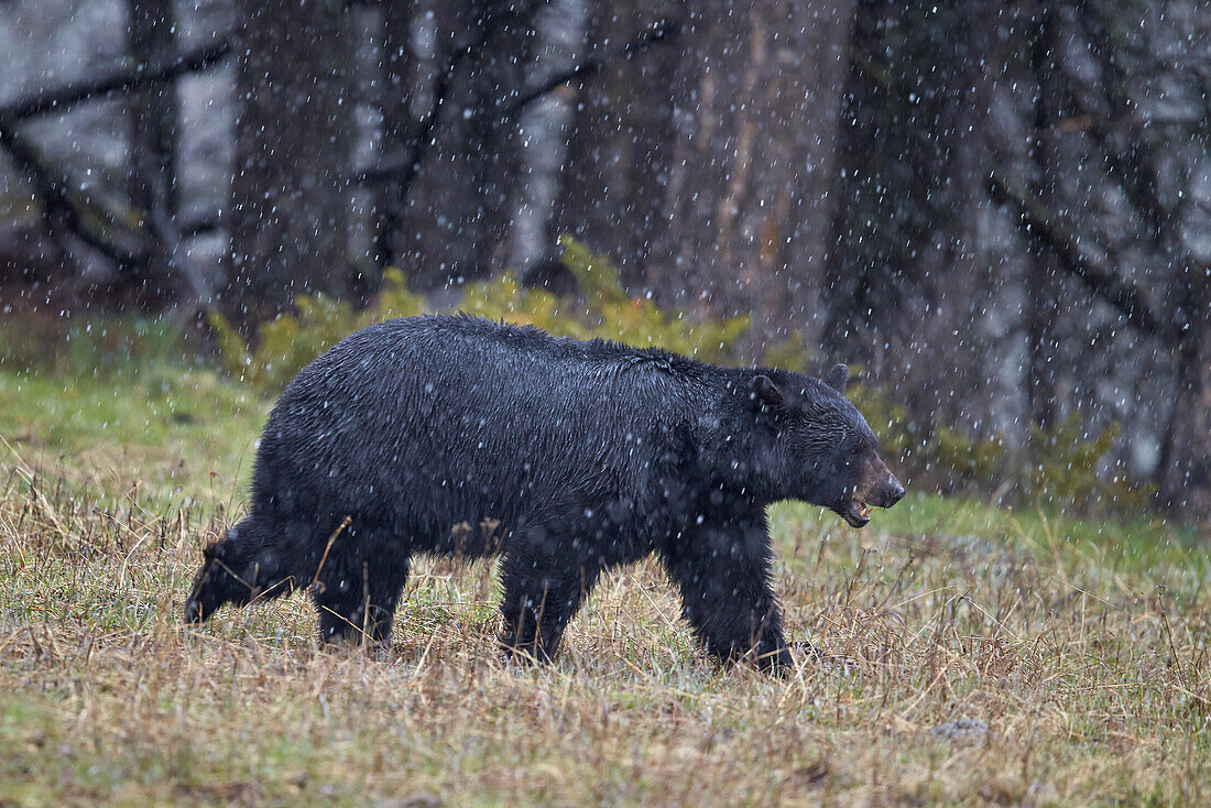 Black bear (Ursus americanus) in the snow, Yellowstone National Park, UNESCO World Heritage Site, Wyoming, United States of America, North America