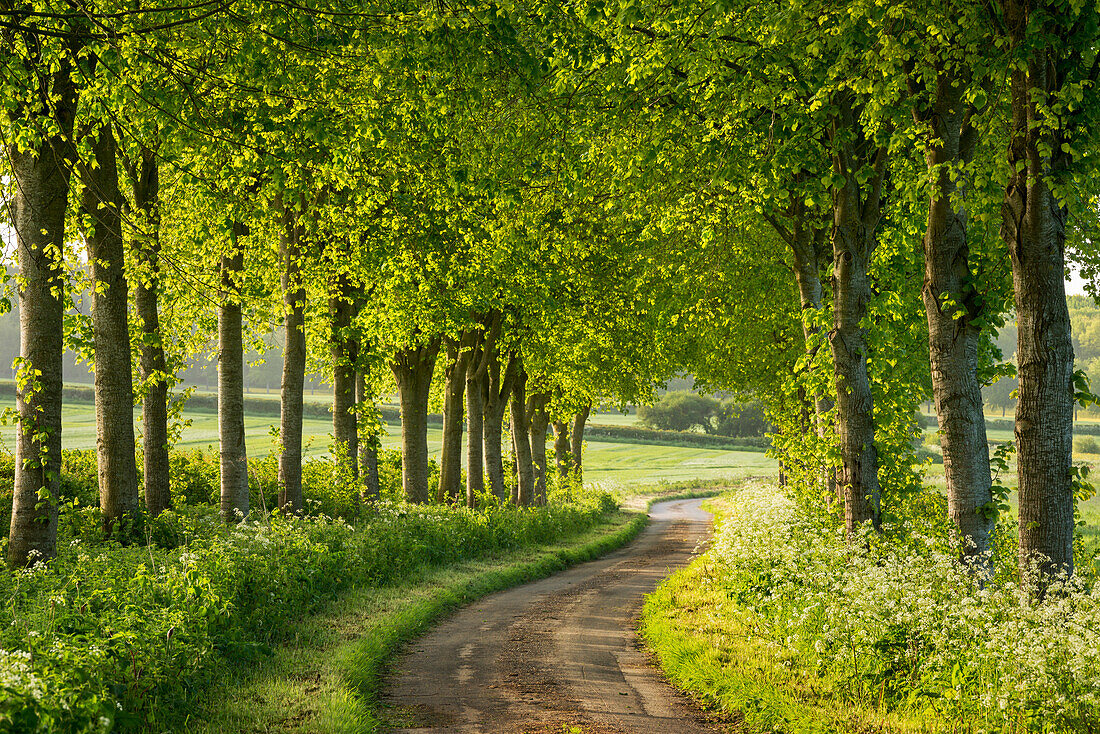 Tree lined country lane in rural Dorset, England, United Kingdom, Europe