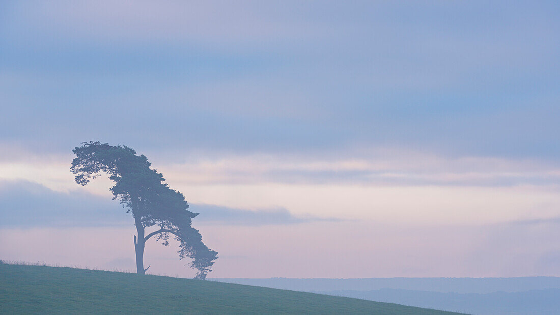Lone pine tree on a rural hill top at dawn, Devon, England, United Kingdom, Europe