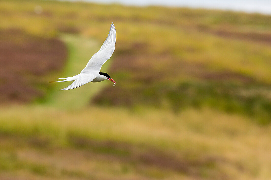 Adult arctic tern (Sterna paradisaea) returning to chick with small fish, Flatey Island, Iceland, Polar Regions