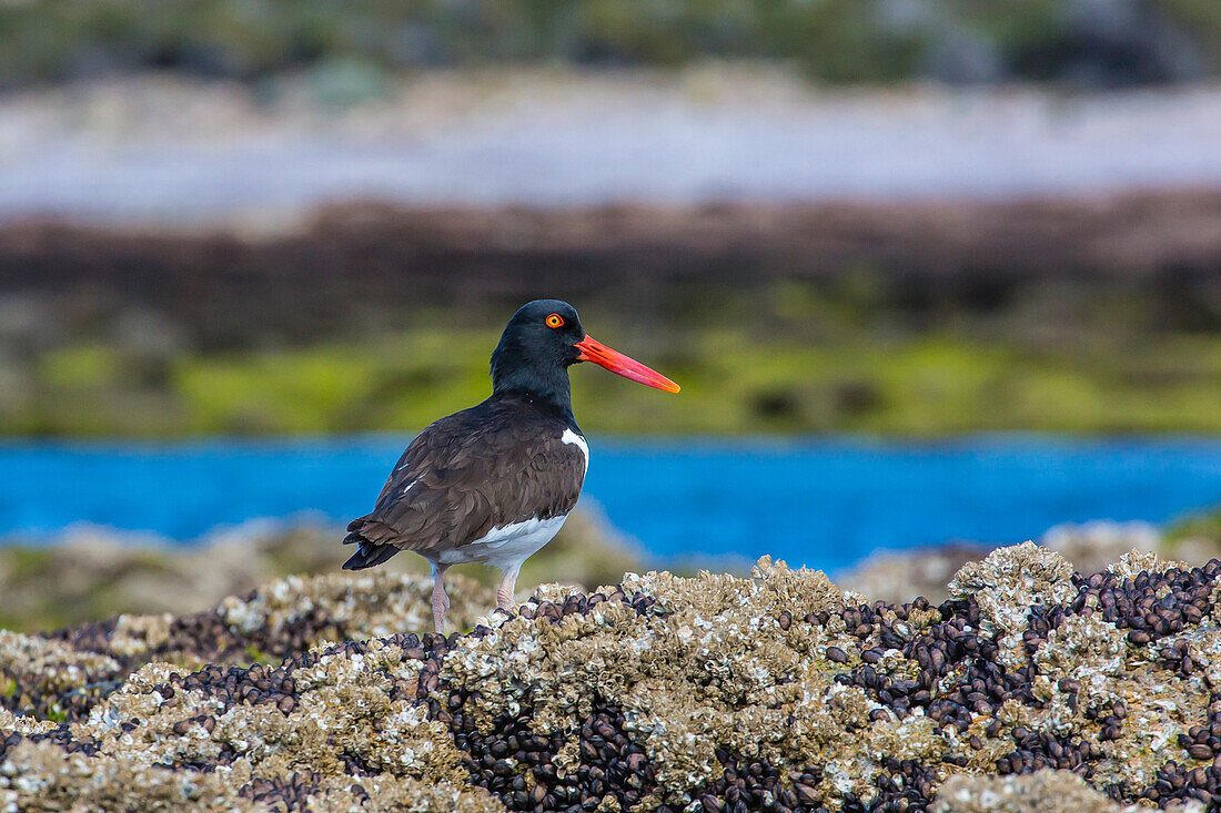 Magellanic oystercatcher (Haematopus leucopodus), Bahia Bustamante, Patagonia, Argentina, South America