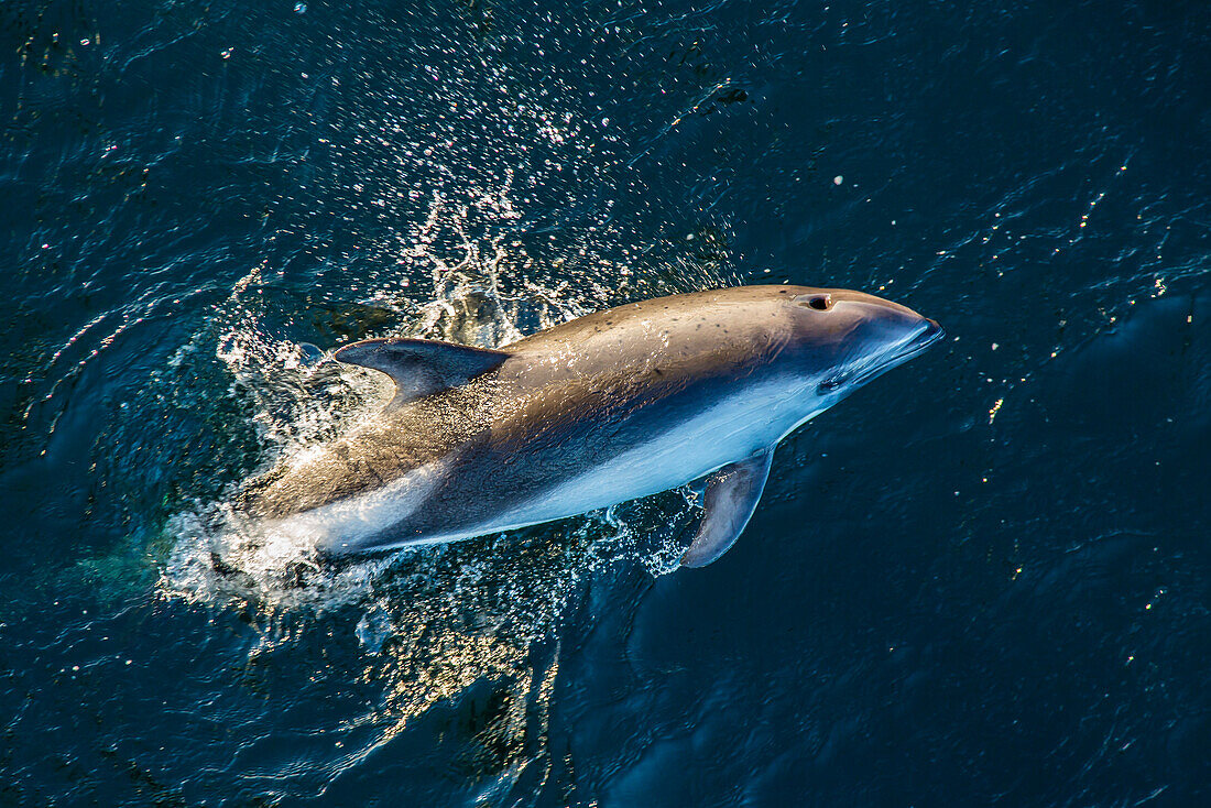 Adult Peale's dolphin (Lagenorhynchus australis) bow-riding, New Island, Falkland Islands, South Atlantic Ocean, South America
