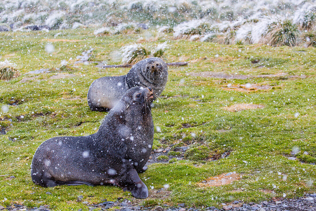Antarctic fur seal (Arctocephalus gazella) bulls establishing mating territories at the abandoned Grytviken Whaling Station, South Georgia Island, South Atlantic Ocean, Polar Regions