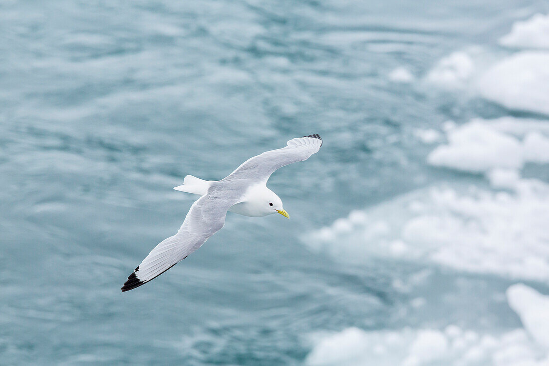 Adult black-legged kittiwakes (Rissa tridactyla), Svalbard Archipelago, Barents Sea, Norway, Scandinavia, Europe