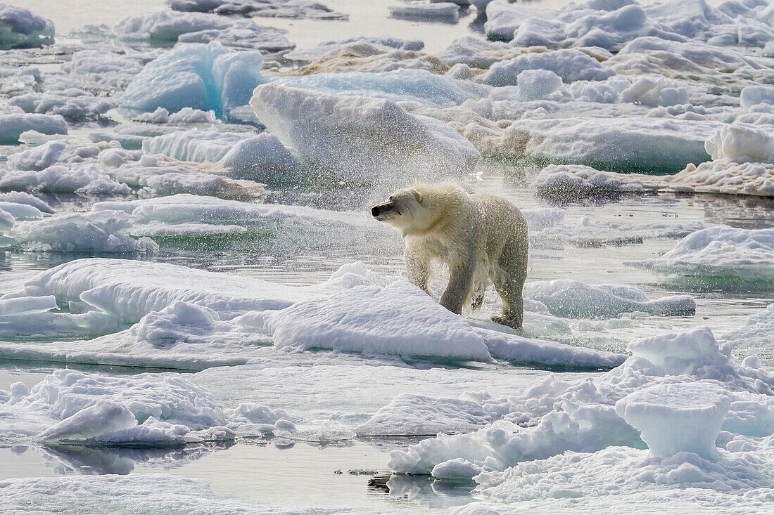 Adult polar bear (Ursus maritimus) drying out on the ice in Bear Sound, Spitsbergen Island, Svalbard, Norway, Scandinavia, Europe