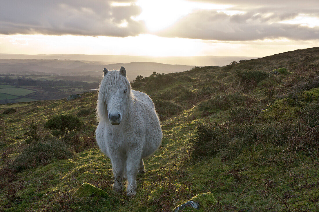 Pony in evening light on Dartmoor, Dartmoor National Park, Devon, England, United Kingdom