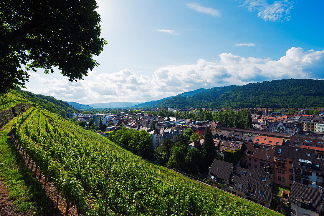 Vineyards, Freiburg, Baden-Wurttemberg, Germany, Europe