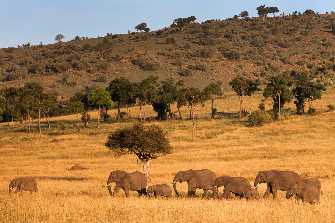 Elephant herd (Loxodonta africana), Masai Mara National Reserve, Kenya, East Africa, Africa