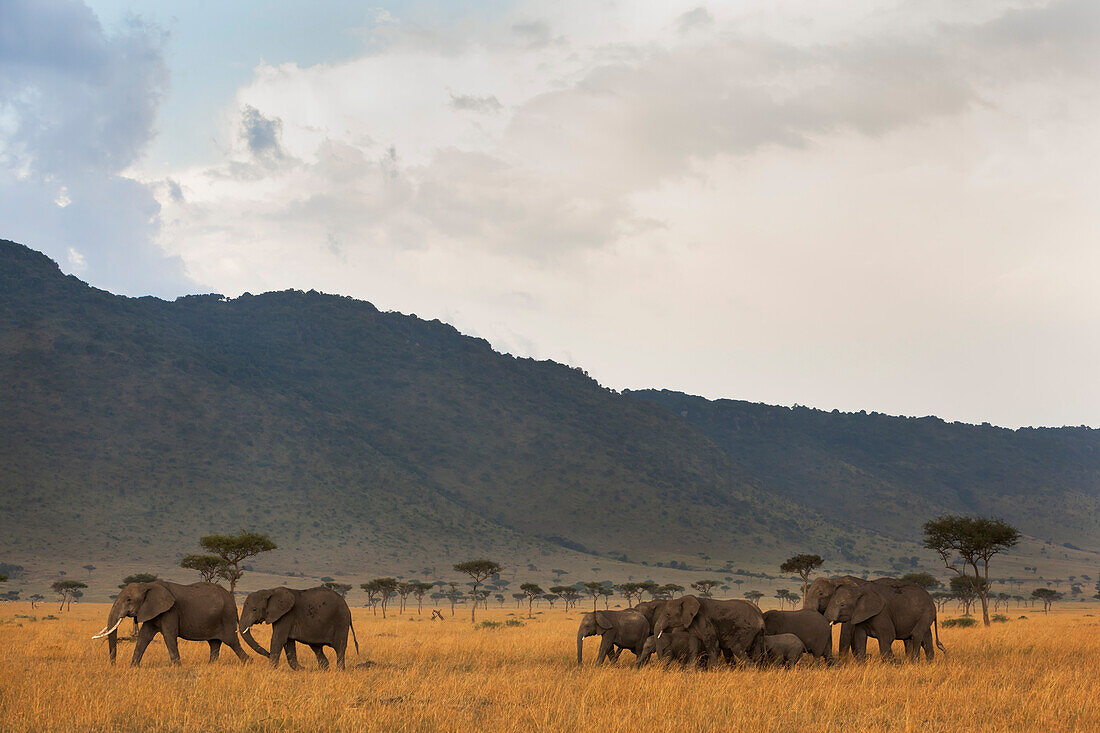 Elephant herd (Loxodonta africana), Masai Mara National Reserve, Kenya, East Africa, Africa