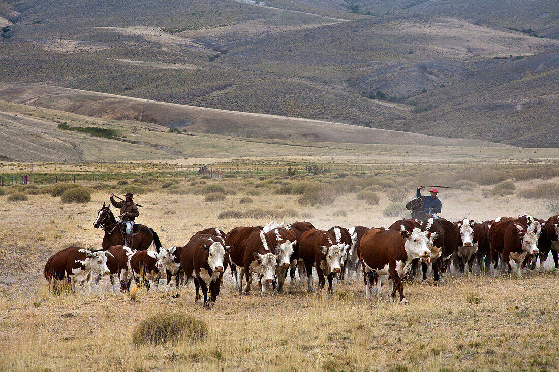 Gauchos with cattle at the Huechahue Estancia, Patagonia, Argentina, South America