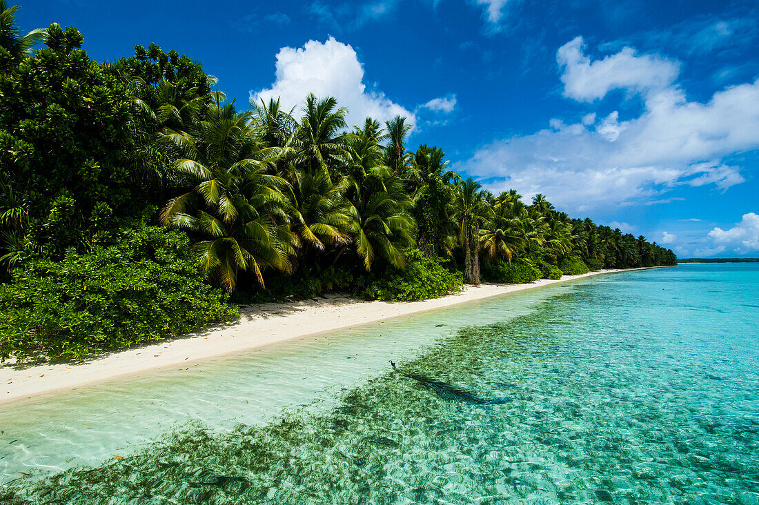 Paradise white sand beach in turquoise water on Ant Atoll, Pohnpei, Micronesia, Pacific