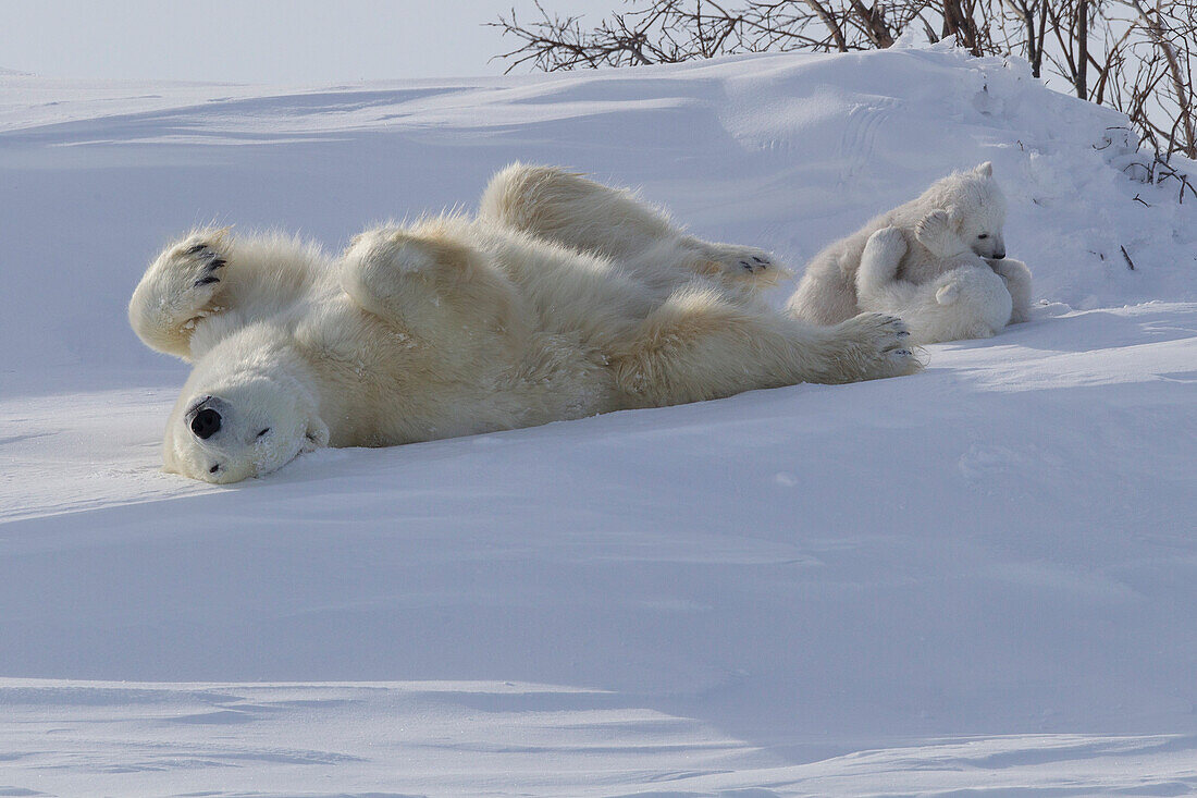 Polar bear (Ursus maritimus) and cubs, Wapusk National Park, Churchill, Hudson Bay, Manitoba, Canada, North America