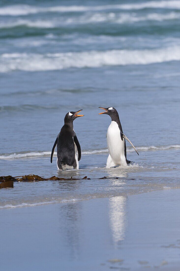 Two Gentoo penguins (Pygoscelis papua) fighting on the beach, Saunders Island, Falkland Islands, South America