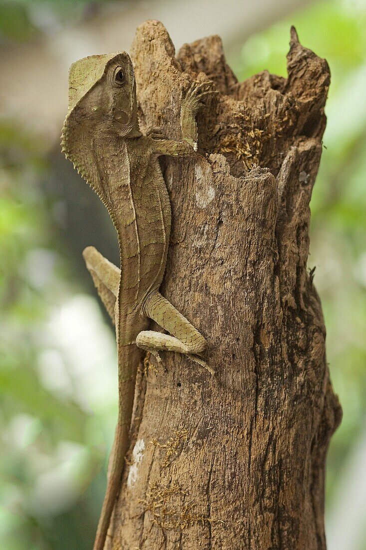 Helmeted Iguana or Forest Chameleon (Corytophanes cristatus), Arenal, Alajuela Province, Costa Rica, Central America