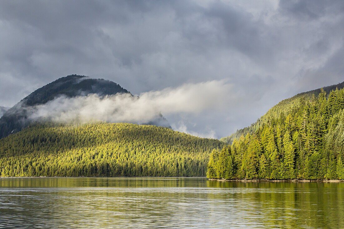 Fog-shrouded forest near Juneau, Southeast Alaska, United States of America, North America