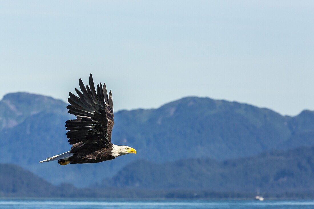 Adult bald eagle (Haliaeetus leucocephalus), Inian Pass, Southeast Alaska, United States of America, North America