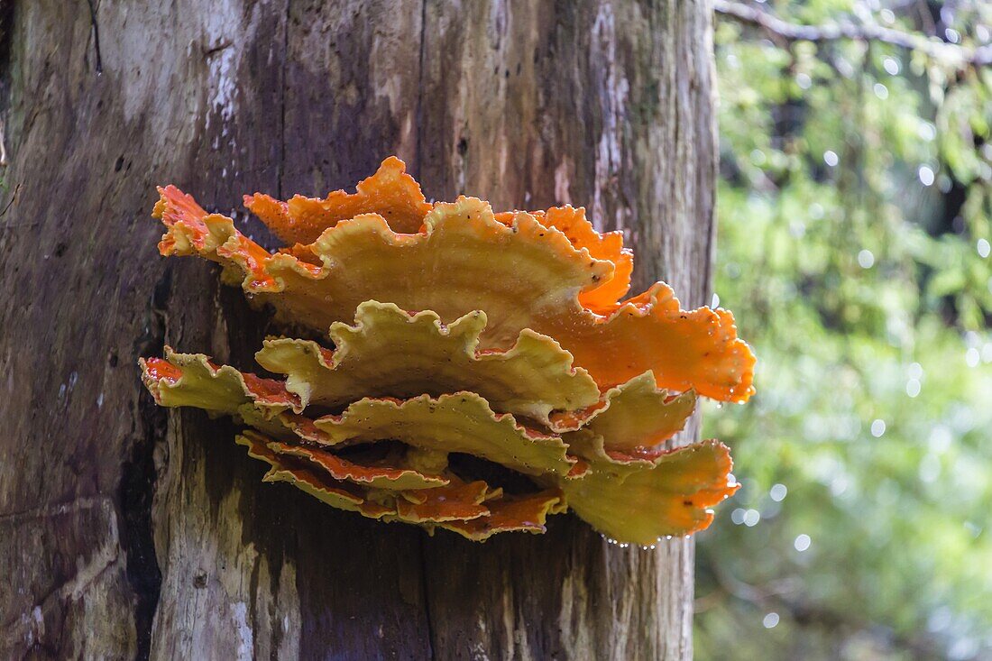 The shelving fungus called Chicken-of-the-Woods (Laeitiporus sulphureus), Williams Cove, Southeast Alaska, United States of America, North America