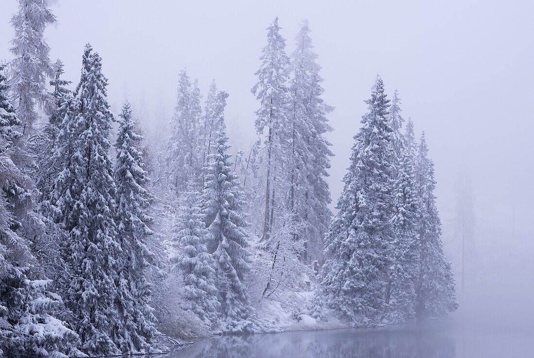 Snow covered pine trees in winter, High Tatras, Slovakia, Europe