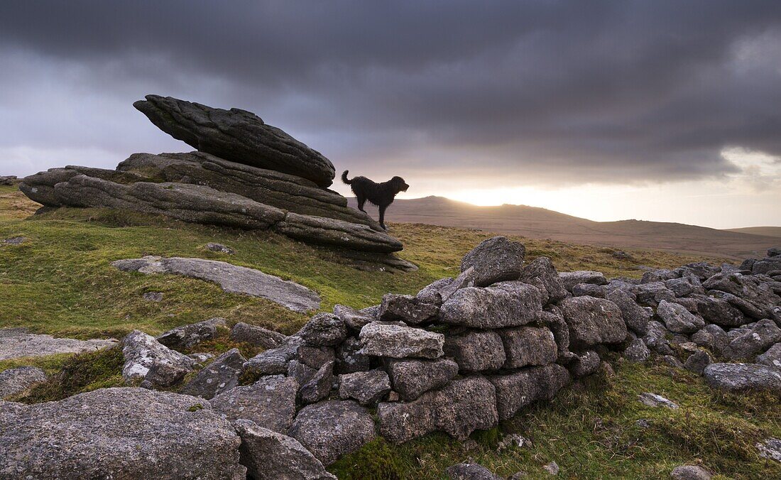 The Hound of the Baskervilles, roaming Belstone Tor on Dartmoor National Park, Devon, England, United Kingdom, Europe