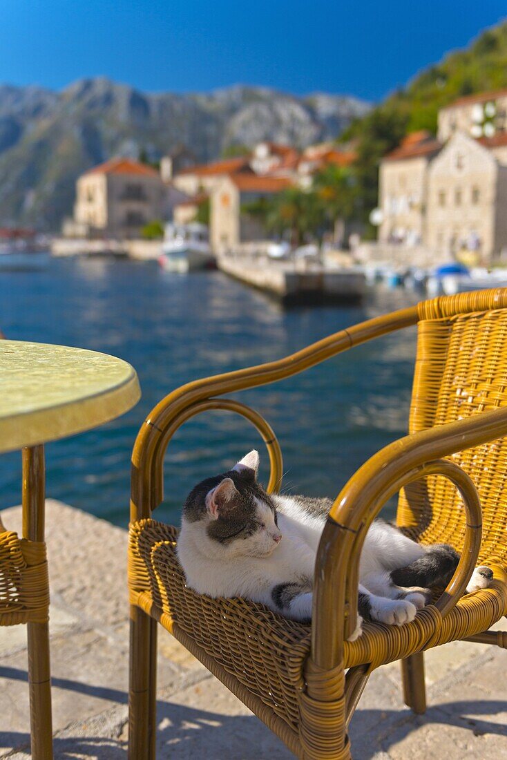 Waterside cafe and cat, Perast, Bay of Kotor, UNESCO World Heritage Site, Montenegro, Europe