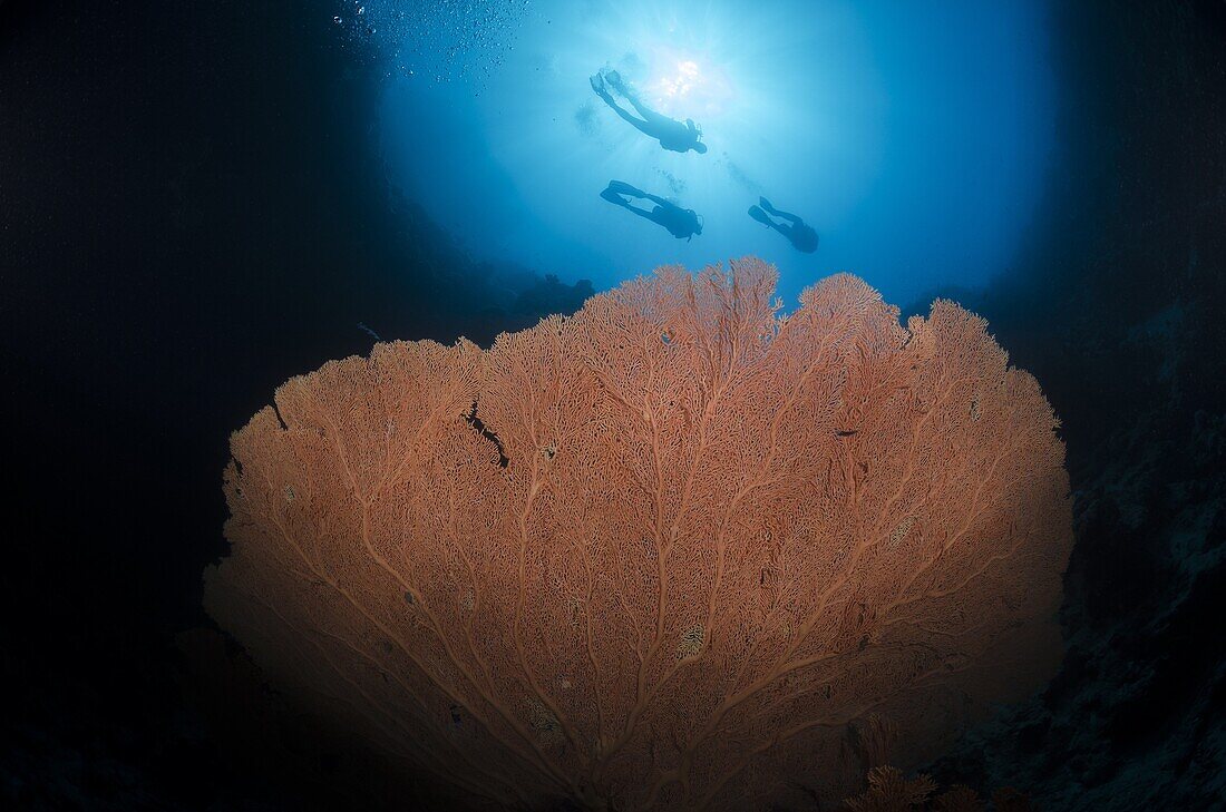 Silhouette of three scuba divers above giant sea fan (Annella mollis), Ras Mohammed National Park, Red Sea, Egypt, North Africa, Africa