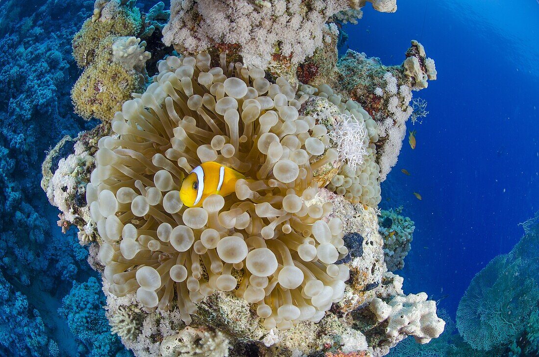 Red sea anemone fish (amphiprion bicinctus) and Haddons's anemone, Ras Mohammed National Park, Red Sea, Egypt, North Africa, Africa