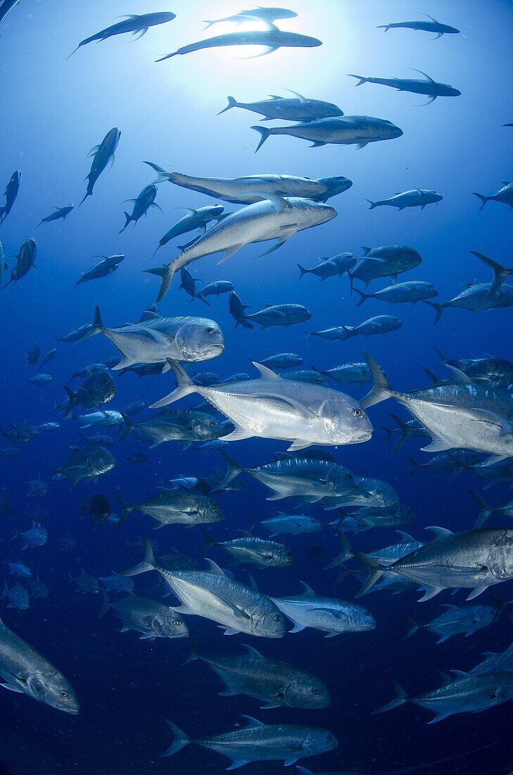 Giant trevally (Caranx ignobilis) shoal schooling, Ras Mohammed National Park, Red Sea, Egypt, North Africa, Africa