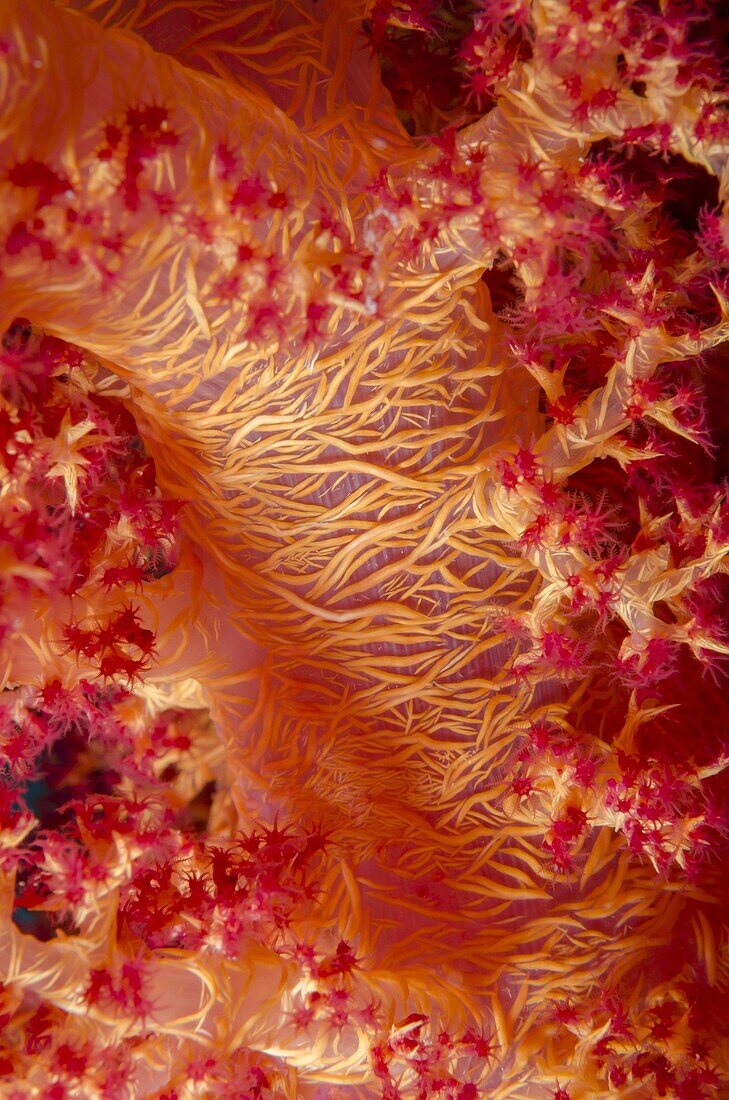Macro shot of stem and branches of orange soft broccoli coral (Dendronephthya hemprichi), Ras Mohammed National Park, off Sharm el-Sheikh, Sinai, Red Sea, Egypt, North Africa, Africa