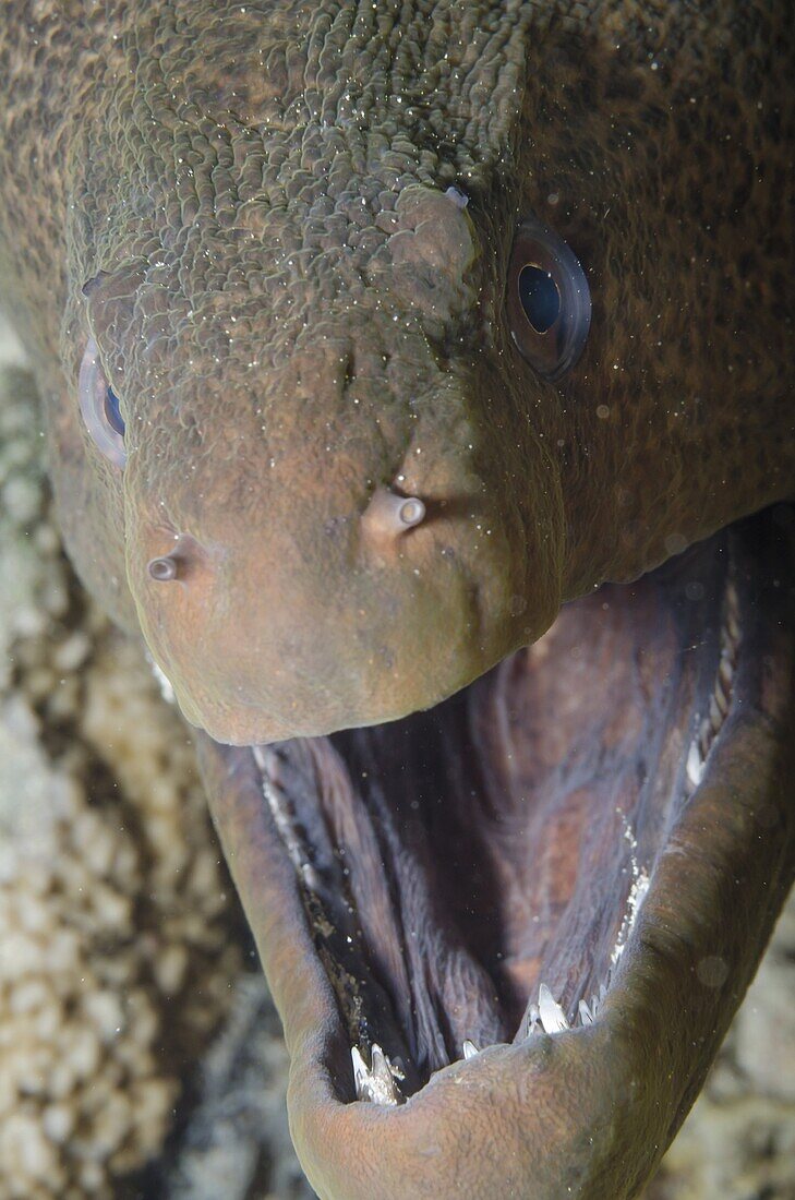Close-up of the head of a giant moray (Gymnothorax javanicus), Ras Mohammed National Park, off Sharm el-Sheikh, Sinai, Red Sea, Egypt, North Africa, Africa