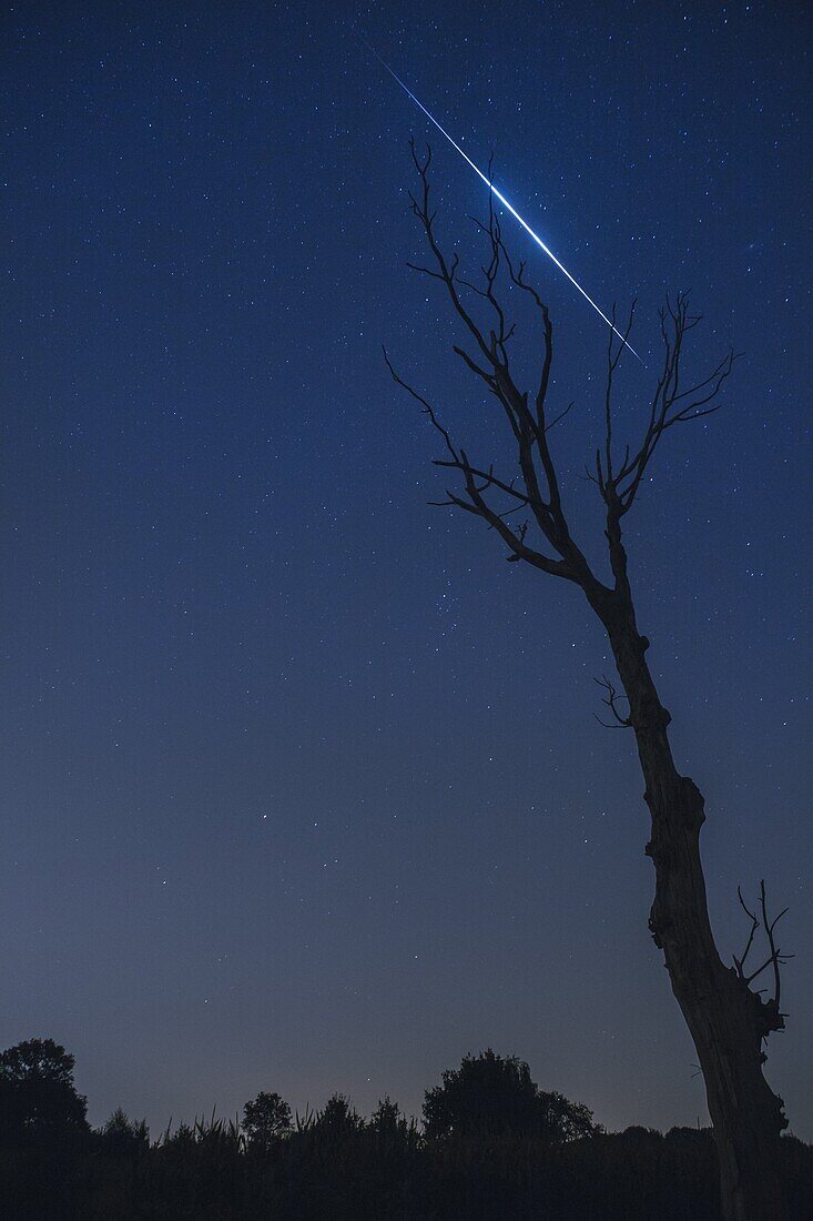 Silhouette of a dead tree with a Perseids meteor burning up in the upper atmosphere in August 2013, North Brabant, The Netherlands (Holland), Europe